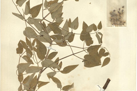 Erbario RO-HSepv 12142 photo