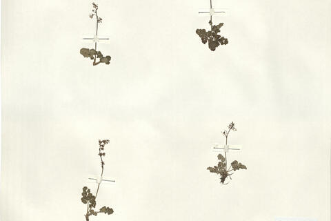 Erbario RO-HSepv 16018 photo