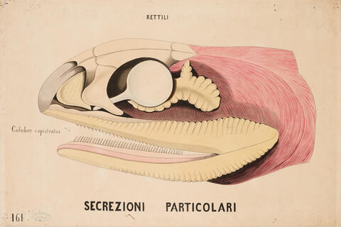 Tavola parietale Rettili Coluber Capistratus 0012a photo