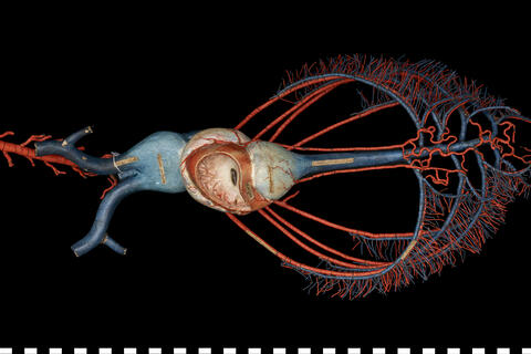 Sistema circolatorio e respiratorio di Teleosteo 111 453 photo