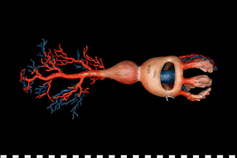 Modello anatomico Sistema circolatorio di mollusco gasteropode 111 454 photo
