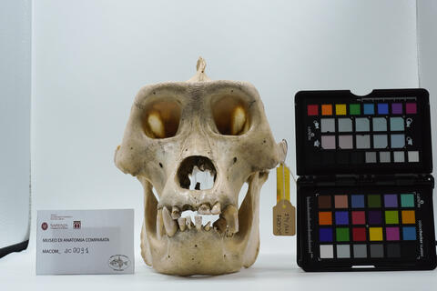 Gorilla gorilla ac0091 photo