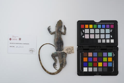 Ctenosaura pectinata ac2011 photo