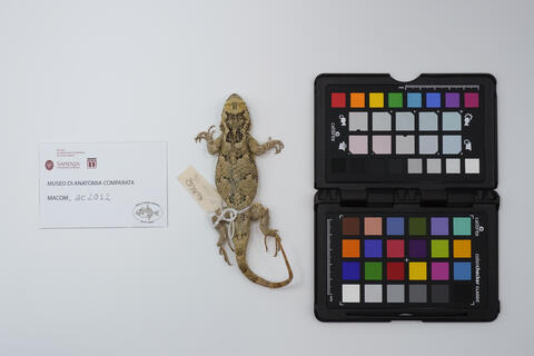 Sceloporus melanorhinus ac2012 photo