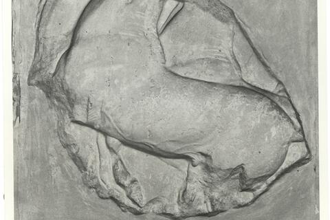 calco di scultura Cavalli: fregio lato nord del Partenone 550 photo
