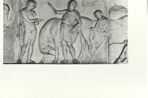 calco di scultura Cavalieri, fregio lato Ovest del Partenone 556 photo