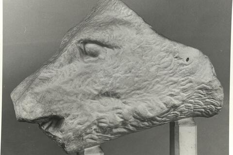 calco di scultura Testa di cinghiale di Calidone, frontone est del Tempio di Atena Alea a Tegea 697 photo