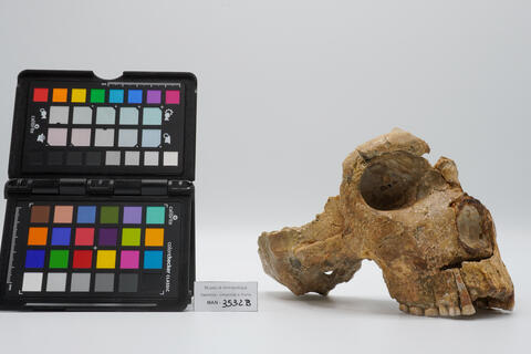 Cranio umano fossile di Homo neanderthalensis (“Saccopastore 2”) 3532-bis photo