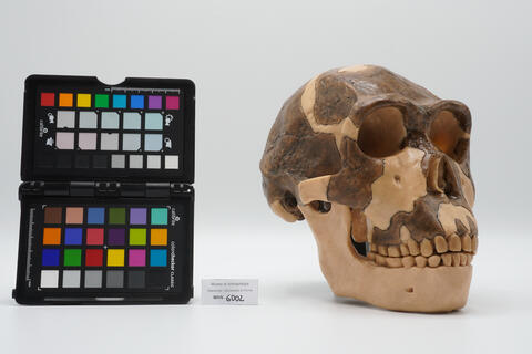 Calco del cranio fossile di Homo ergaster 6002 photo