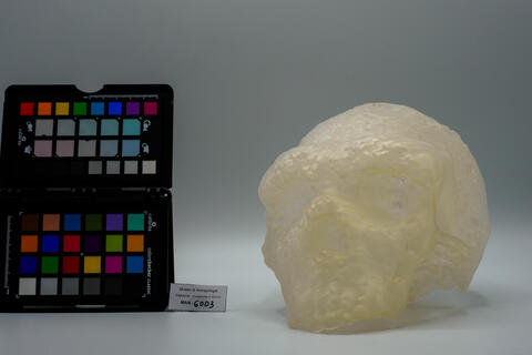 Modello di cranio umano fossile dell’Uomo di Altamura (Homo neanderthalensis) 6003 photo