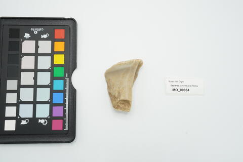 raschiatoio carenoide 34 photo