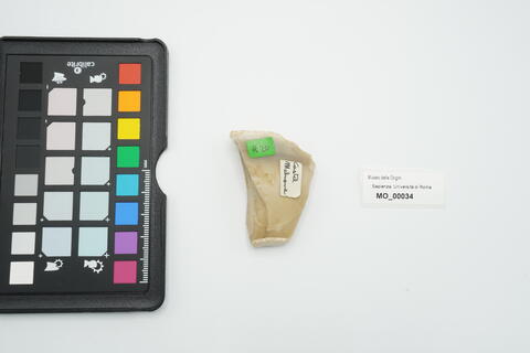 raschiatoio carenoide 34 - immagine 2