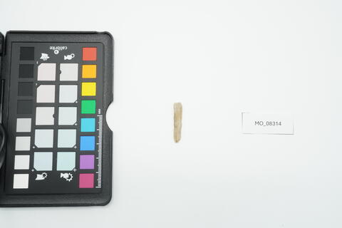 Lama a dorso 8314 photo