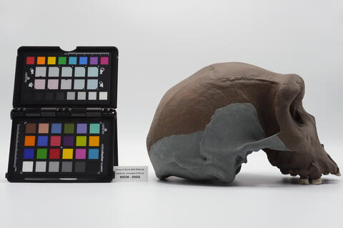 modello di cranio 00002 - immagine 2