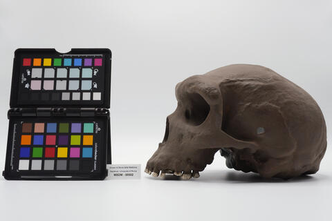 modello di cranio 00002 - immagine 3