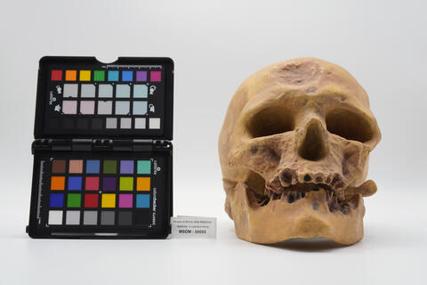 calco homo sapiens 00003 photo