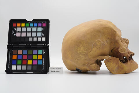 calco homo sapiens 00003 - immagine 2