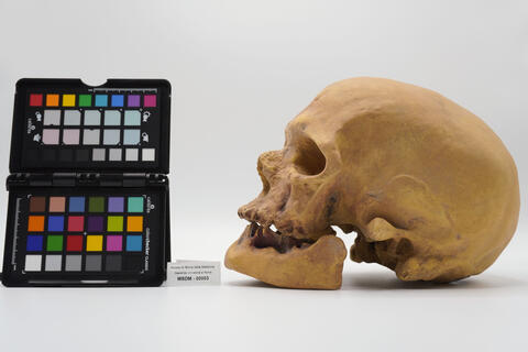 calco homo sapiens 00003 - immagine 3