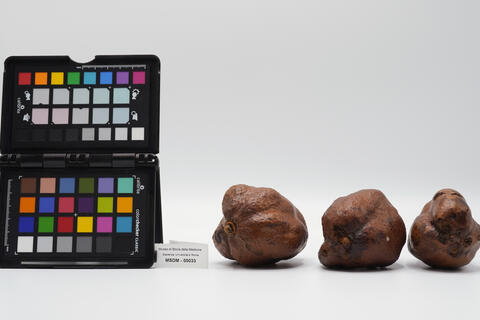 noci di palma 00033 photo