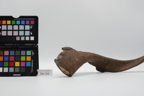 corno a ventosa 00048 photo