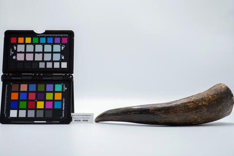 corno rinoceronte 00092 photo