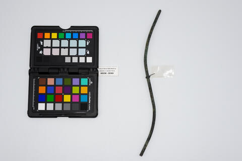 catetere urinario 00369 photo