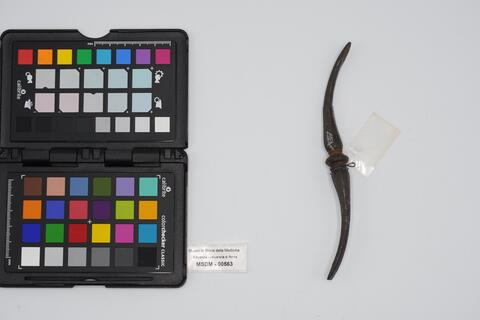 scollaperiostio 00563 photo