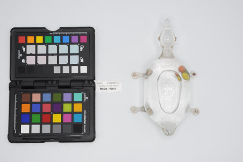 termometro a rana 00624 photo