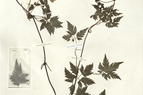 Clematis alpina (L.) Mill. subsp. alpina -  RO-HSepv 15010 photo