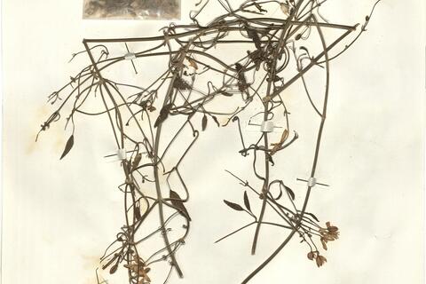 Clematis flammula L. -  RO-HSepv 15994 photo