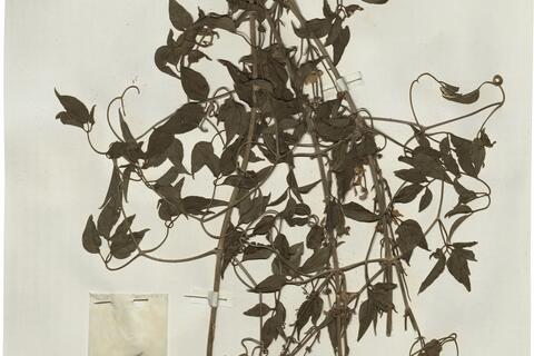 Clematis flammula L. -  RO-HSepv 15994 - immagine 2