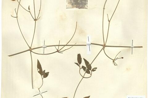 Clematis glauca Willd. x C. orientalis L. - RO-HSepv 12144 photo