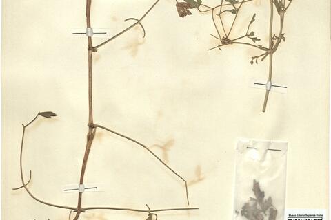 Clematis orientalis L. -  RO-HSepv 12141 photo