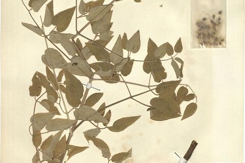 Clematis recta L. -  RO-HSepv 12142 photo