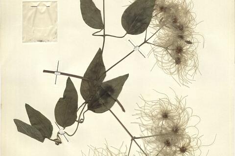 Clematis vitalba L. -  RO-HSepv 12143 photo