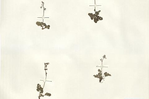 Thalictrum alpinum L. -  RO-HSepv 16018 photo