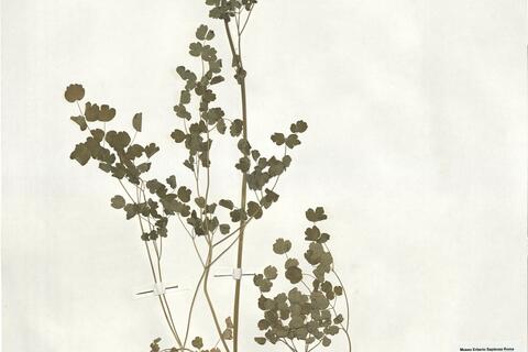 Thalictrum calabricum Spreng. -  RO-HSepv 18973 photo