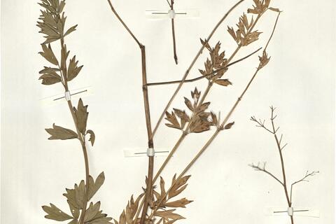 Thalictrum flavum L. subsp. flavum -  RO-HSepv 14045 photo