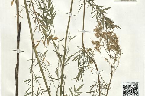 Thalictrum lucidum L. -  RO-HSepv 18974 photo