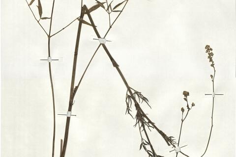 Thalictrum maritimum Léon Dufour -  RO-HSepv 18975 photo
