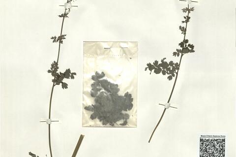 Thalictrum minus L. proles delarbrei (Lamotte) Rouy & Fouc. -  RO-HSepv 16019 photo