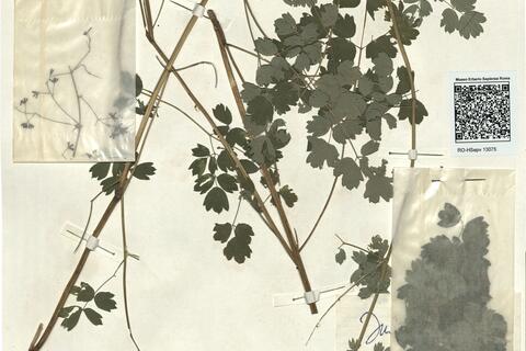 Thalictrum minus L. proles delarbrei (Lamotte) Rouy & Fouc.  -  RO-HSepv 13075 photo