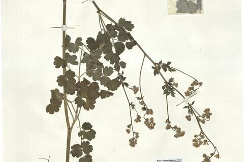 Thalictrum minus L. subsp. minus -  RO-HSepv 16925 photo