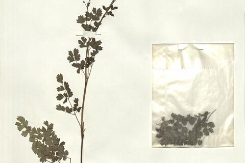 Thalictrum minus L. subsp. minus -  RO-HSepv 14046 photo