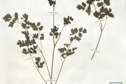 Thalictrum minus L. subsp. pubescens Arcang. -  RO-HSepv 18976 photo