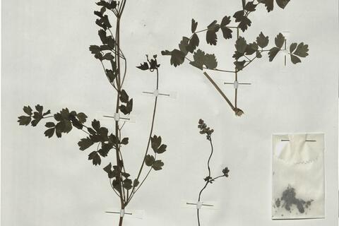 Thalictrum minus L. subsp. pubescens Arcang. - RO-HSepv 18976 - immagine 2