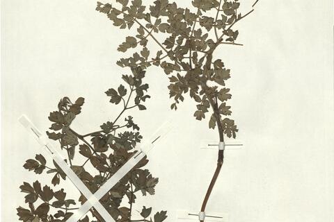 Thalictrum minus L. subsp. pubescens Arcang. -  RO-HSepv 13076 photo