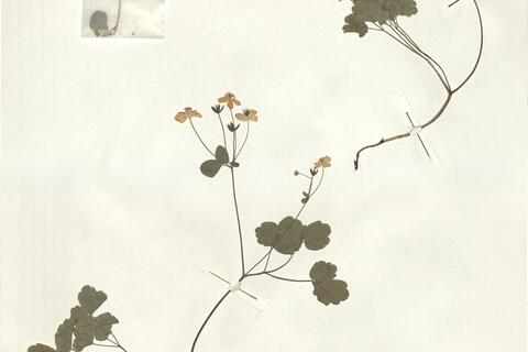 Thalictrum orientale Boiss. -  RO-HSepv 15029 photo