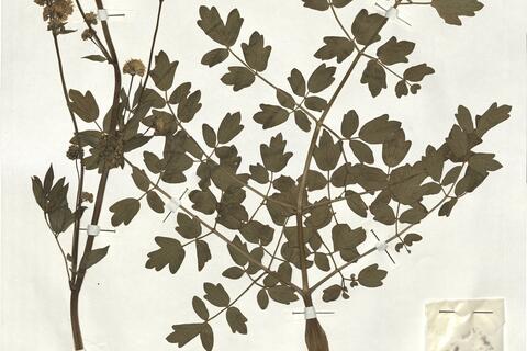 Thalictrum speciosissimum L. subsp speciosissimum -  RO-HSepv 18977 photo