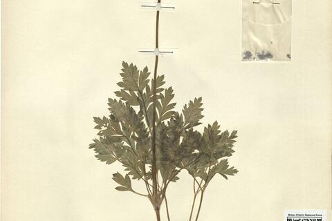 Pulsatilla alpina (L.) Delarbre subsp. apiifolia (Scop.) Nyman -  RO-HSepv 12148 photo